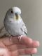Parakeet Birds for sale in Garner, NC 27529, USA. price: NA