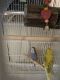 Parakeet Birds for sale in Cypress, TX, USA. price: NA