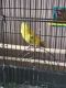 Parakeet Birds for sale in Taylors, SC, USA. price: NA
