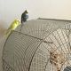 Parakeet Birds for sale in Monroe, NC, USA. price: NA