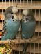 Parakeet Birds for sale in Murrieta, CA, USA. price: NA
