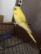 Parakeet Birds for sale in Chicago, IL, USA. price: NA