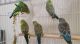 Parakeet Birds for sale in Corinth, TX, USA. price: NA
