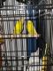 Parakeet Birds for sale in Lynn, MA, USA. price: NA