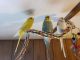 Parakeet Birds for sale in Latrobe, PA 15650, USA. price: $100