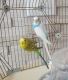 Parakeet Birds for sale in Toluca Terrace, CA 91601, USA. price: NA