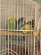 Parakeet Birds for sale in Renton, WA, USA. price: NA
