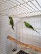 Parakeet Birds for sale in E 57th St, Long Beach, CA 90805, USA. price: $400