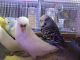 Parakeet Birds for sale in Tustin, CA 92780, USA. price: NA