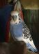 Parakeet Birds for sale in Fort Stewart, GA 31313, USA. price: NA
