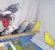Parakeet Birds for sale in Cedar Park, TX 78613, USA. price: NA