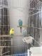 Parakeet Birds for sale in Naperville, IL, USA. price: NA