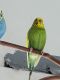 Parakeet Birds for sale in Johnson City, NY 13790, USA. price: NA