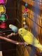 Parakeet Birds for sale in Kelly Lake, MN 55746, USA. price: $100