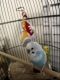 Parakeet Birds for sale in Fort Worth, TX, USA. price: $25