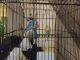 Parakeet Birds for sale in Perth Amboy, NJ, USA. price: NA