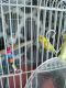 Parakeet Birds for sale in Port St. Lucie, FL 34952, USA. price: NA