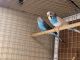Parakeet Birds for sale in Mayflower, AR, USA. price: NA