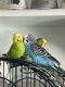 Parakeet Birds