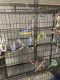 Parakeet Birds for sale in San Antonio, TX, USA. price: $20