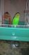 Parakeet Birds for sale in Hot Springs, AR, USA. price: NA