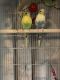 Parakeet Birds for sale in Phillipsburg, NJ 08865, USA. price: $100