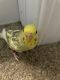 Parakeet Birds for sale in Omaha, NE, USA. price: NA