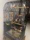 Parakeet Birds for sale in West Bloomfield Township, MI, USA. price: $200
