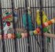 Parakeet Birds for sale in Port Charlotte, FL, USA. price: NA