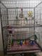 Parakeet Birds for sale in 247 Jewett Ave, Jersey City, NJ 07304, USA. price: NA