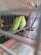 Parakeet Birds for sale in Belleville, NJ, USA. price: NA