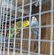 Parakeet Birds for sale in Belleville, NJ, USA. price: $100
