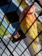 Parakeet Birds for sale in Cave Junction, OR 97523, USA. price: $27,000