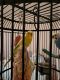 Parakeet Birds for sale in 28650 Grand River Ave, Farmington Hills, MI 48336, USA. price: $100