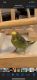 Parakeet Birds for sale in Bakersfield, CA 93311, USA. price: NA