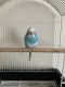 Parakeet Birds for sale in Chaska, MN 55318, USA. price: NA
