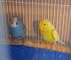 Parakeet Birds for sale in Belleville, NJ, USA. price: NA