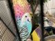 Parakeet Birds for sale in 612 Westview Dr, Yukon, OK 73099, USA. price: NA