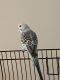 Parakeet Birds for sale in Richmond, TX, USA. price: $25