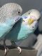 Parakeet Birds for sale in Ephrata, PA 17522, USA. price: NA