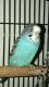 Parakeet Birds for sale in Hollywood, FL, USA. price: NA