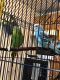 Parakeet Birds for sale in Elkins, WV 26241, USA. price: NA