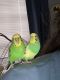 Parakeet Birds for sale in Howell, MI, USA. price: NA