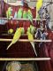 Parakeet Birds for sale in Encino, Los Angeles, CA, USA. price: NA