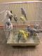 Parakeet Birds for sale in Atlantic City, NJ, USA. price: $250