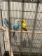 Parakeet Birds for sale in Larkspur, CO 80118, USA. price: NA