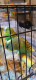 Parakeet Birds for sale in Aloma, FL 32792, USA. price: $40