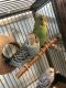 Parakeet Birds for sale in Luling, TX 78648, USA. price: NA