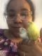 Parakeet Birds for sale in Summit County, OH, USA. price: $60