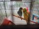 Parakeet Birds for sale in Dublin, OH, USA. price: $25